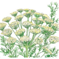 Organic Dill, Bouquet (1/4 Lb)