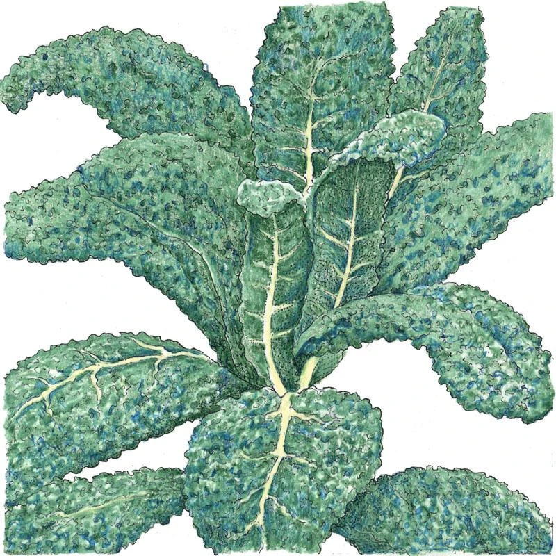 Organic Kale, Lacinato (1/4 Lb) 1 Organic Kale, Lacinato (1/4 Lb)