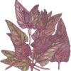 Organic Orach, Red (1 Oz)