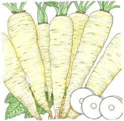 Organic Parsnip, Turga (1 Oz)