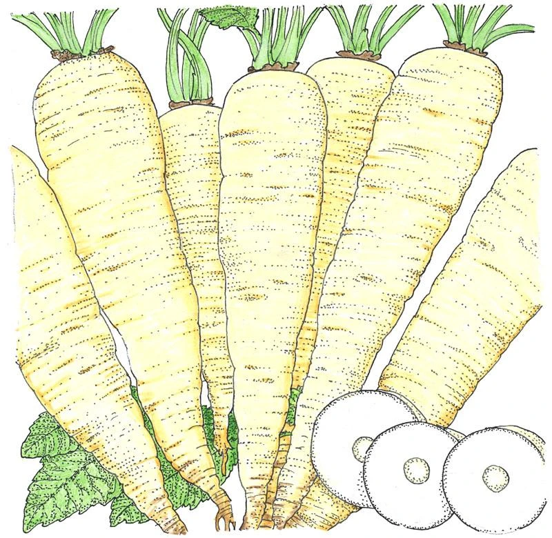 Organic Parsnip, Turga (1 Oz) 1 Organic Parsnip, Turga (1 Oz)