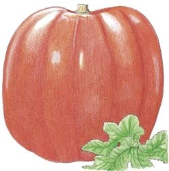 Organic Pumpkin, Big Max (1/4 Lb)