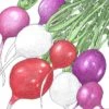 Organic Radish, Easter Egg Mix (1/4 Lb)