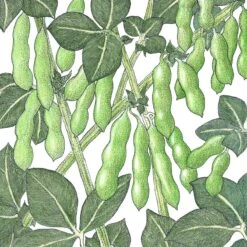 Organic Soybean, Edamame (1/2 Lb)