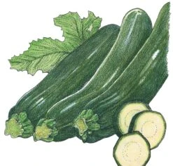 Organic Squash, Summer Dark Green Zucchini (1/4 Lb)