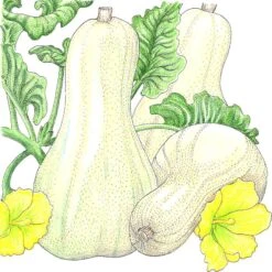 Organic Squash, Winter Butternut (1/4 Lb)