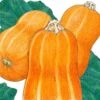 Organic Squash Winter, Honey Butternut (1 Oz)