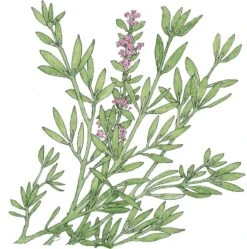 Organic Thyme, English (1 Oz)