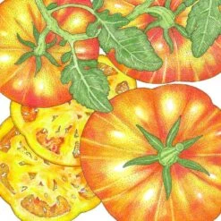 Organic Tomato, Big Rainbow (1 Oz)