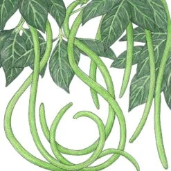 Organic Yard Long Pole Bean (1/2 Lb)