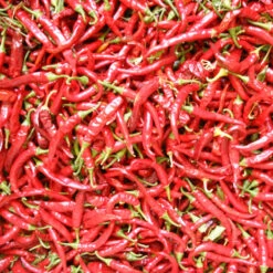 Hot Cayenne Slim Pepper Seeds (Organic) -Organic Plants Sales pepper solero hot ring o fire cayenn 1