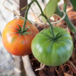 Brandywine Pink Tomato Seeds (Organic) 5 Brandywine Pink Tomato Seeds (Organic) -Organic Plants Sales pink brandywine 3