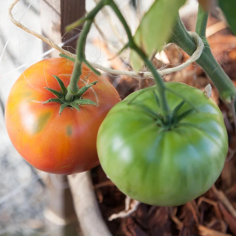 Brandywine Pink Tomato Seeds (Organic) 3 Brandywine Pink Tomato Seeds (Organic) - Image 3
