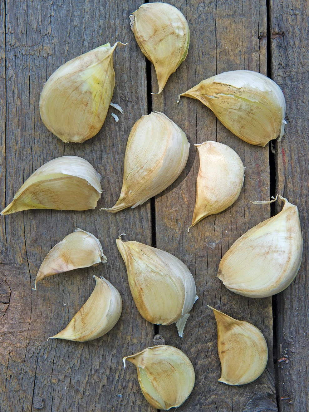 Garlic, Elephant 3 Garlic, Elephant - Image 3