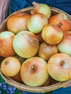 Onion, Candy Hybrid -Organic Plants Sales prod000773 alt1 1