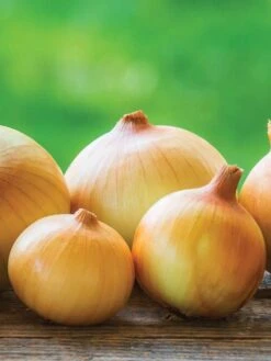 Onion, Candy Hybrid -Organic Plants Sales prod000773 alt2 1