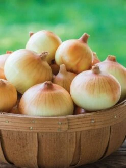 Onion, Candy Hybrid -Organic Plants Sales prod000773 main 1