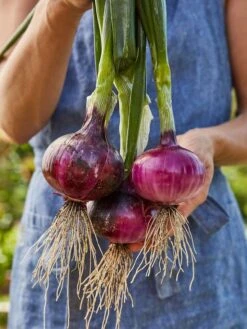 Onion, Red Candy 9 Onion, Red Candy -Organic Plants Sales prod001586 main 1