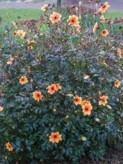 Dahlia, Mystic Spirit -Organic Plants Sales prod100051 alt2 1