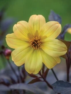 Dahlia, Mystic Illusion -Organic Plants Sales prod100052 main 1