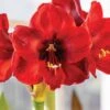 Amaryllis, Carmen