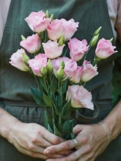 Lisianthus, Peppermint Pink -Organic Plants Sales prod500273 alt2 1