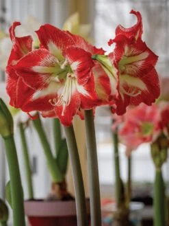 Amaryllis, Flamenco Queen