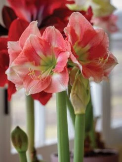 Amaryllis, Rosalie