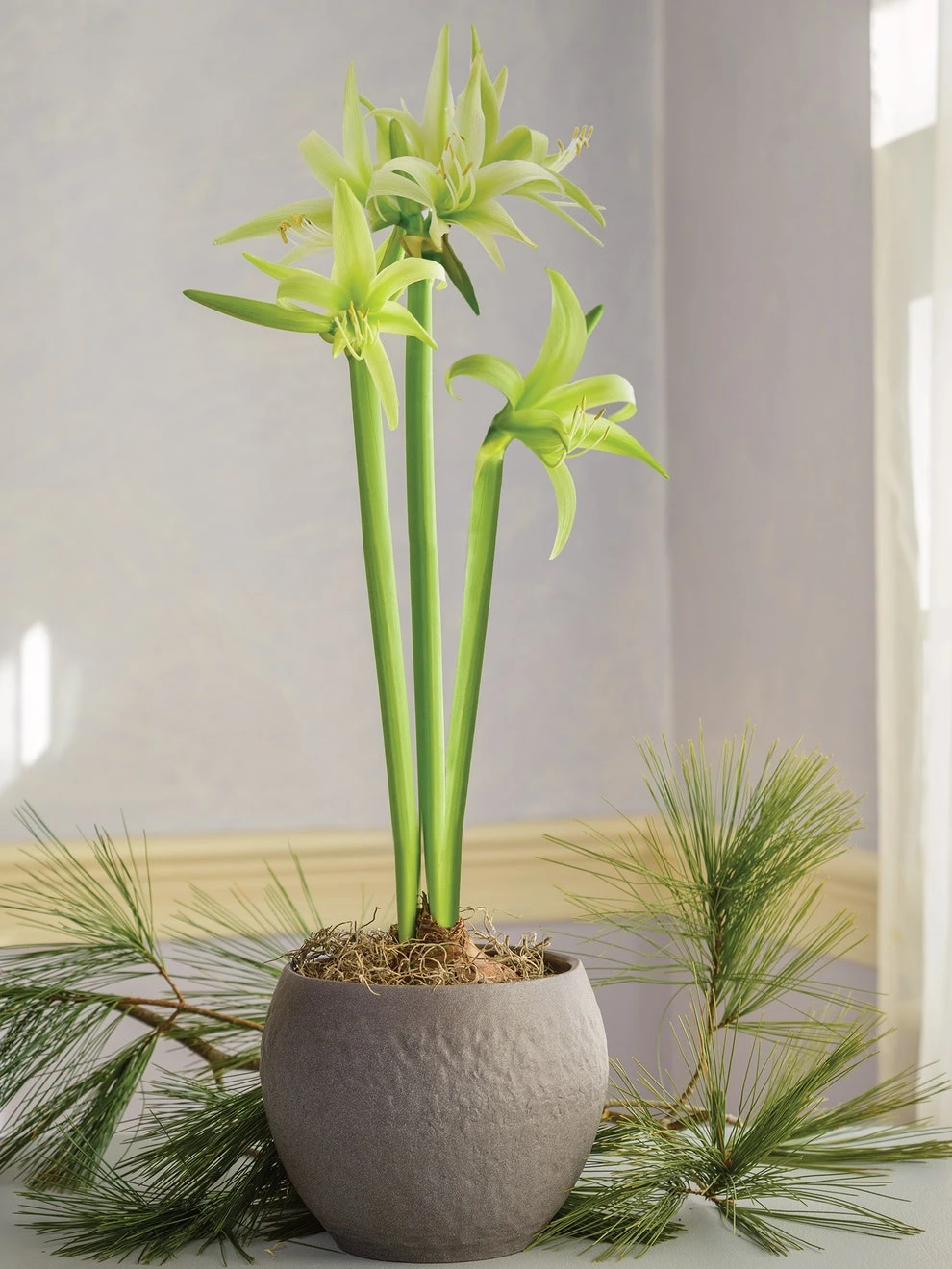 Cybister Amaryllis, Evergreen 2 Cybister Amaryllis, Evergreen - Image 2