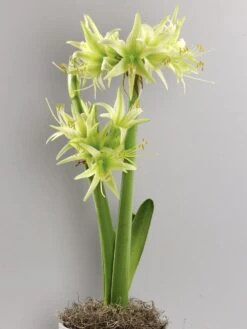 Cybister Amaryllis, Evergreen 11 Cybister Amaryllis, Evergreen -Organic Plants Sales prod500795 alt1 1