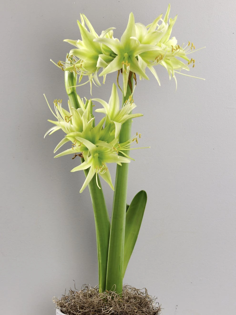 Cybister Amaryllis, Evergreen 4 Cybister Amaryllis, Evergreen - Image 4