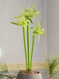 Cybister Amaryllis, Evergreen 10 Cybister Amaryllis, Evergreen -Organic Plants Sales prod500795 alt2 1