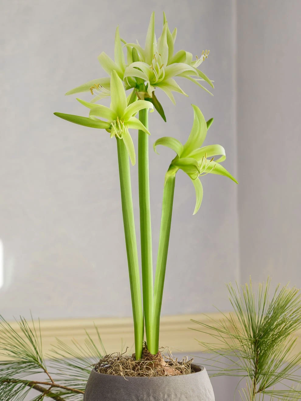 Cybister Amaryllis, Evergreen 3 Cybister Amaryllis, Evergreen - Image 3