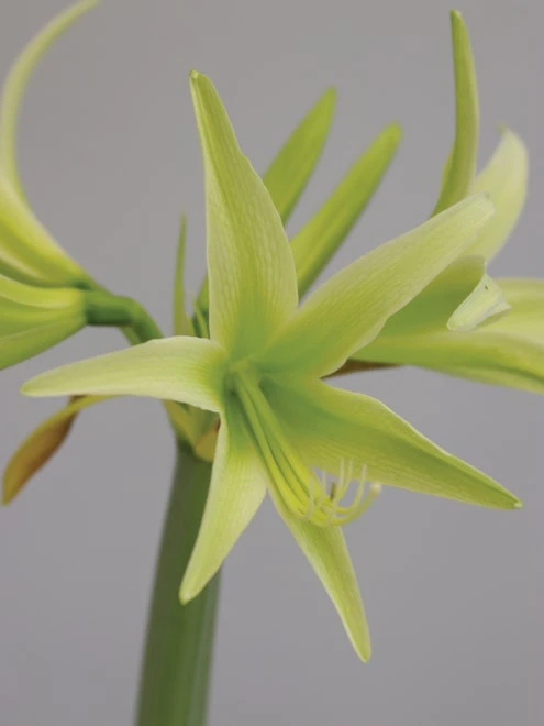 Cybister Amaryllis, Evergreen 5 Cybister Amaryllis, Evergreen - Image 5