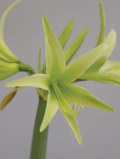 Cybister Amaryllis, Evergreen