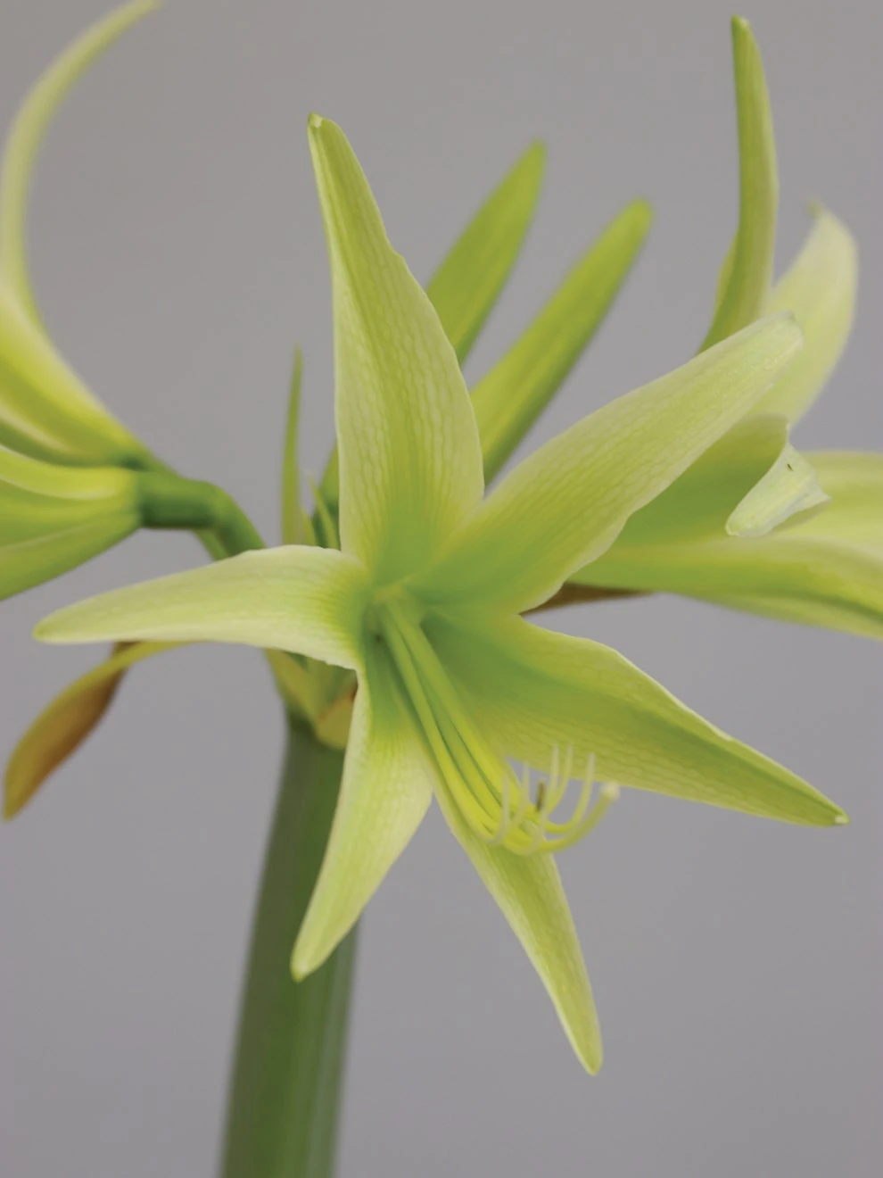 Cybister Amaryllis, Evergreen 1 Cybister Amaryllis, Evergreen