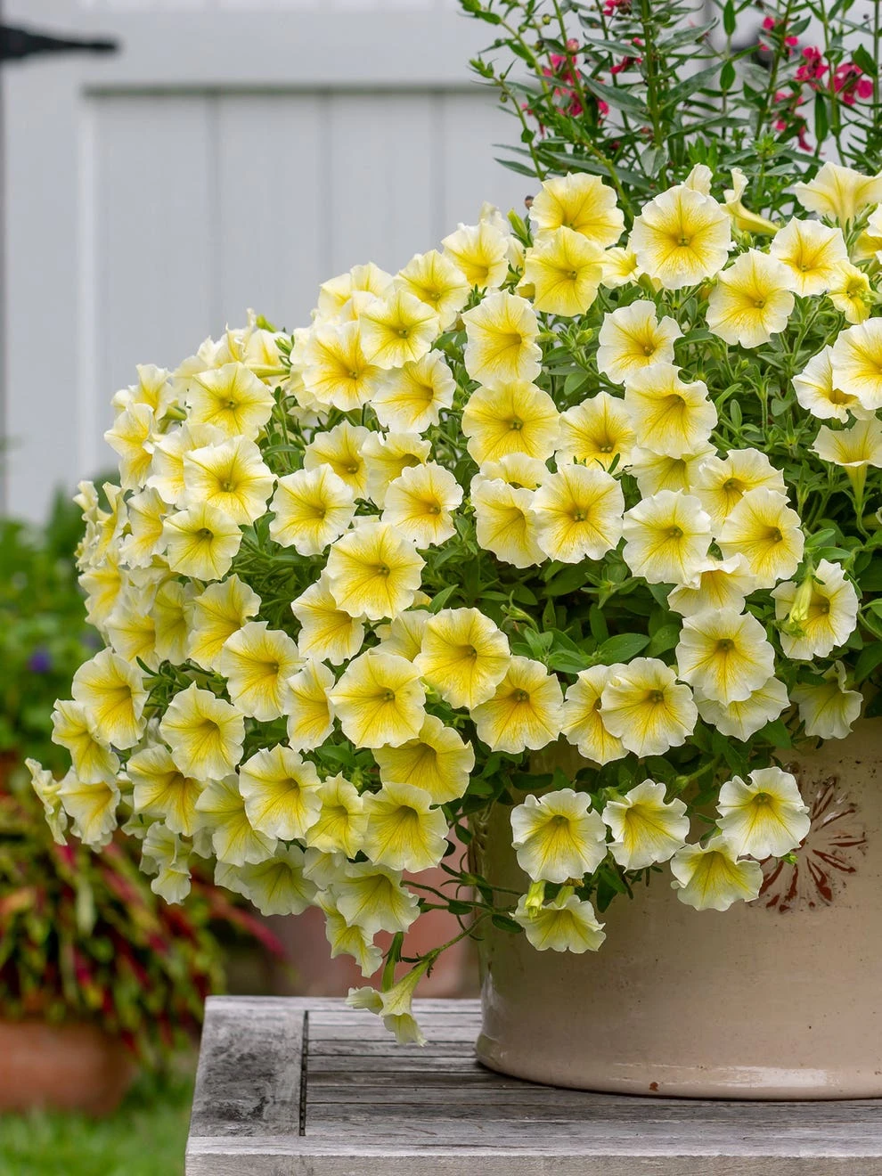 Organic Plants Sales -Organic Plants Sales prod500842 alt2