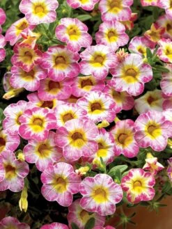 Calibrachoa, Cha-Cha Diva Hot Pink -Organic Plants Sales prod500843 alt1 1