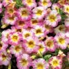 Calibrachoa, Cha-Cha Diva Hot Pink