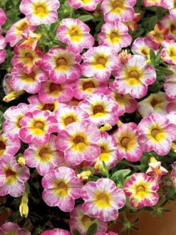 Calibrachoa, Cha-Cha Diva Hot Pink