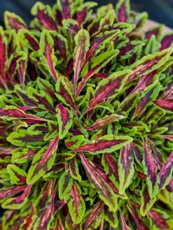 Coleus, Spitfire