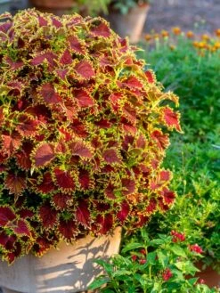 Coleus, Copperhead -Organic Plants Sales prod600036 alt1 1