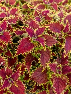Coleus, Copperhead -Organic Plants Sales prod600036 alt2 1