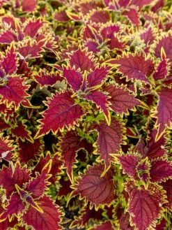 Coleus, Copperhead -Organic Plants Sales prod600036 alt2