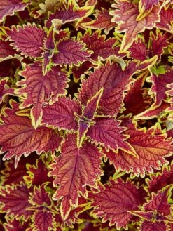 Coleus, Copperhead -Organic Plants Sales prod600036 main 1