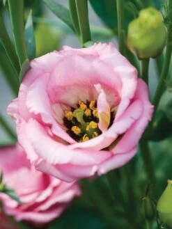 Lisianthus, Misty Pink