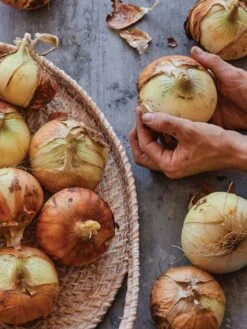 Onion, Georgia Queen -Organic Plants Sales prod600062 alt1 1 1