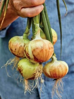 Onion, Georgia Queen -Organic Plants Sales prod600062 main 1 1