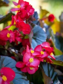 Begonia, Viking XL Red On Chocolate -Organic Plants Sales prod600073 alt1 1 1