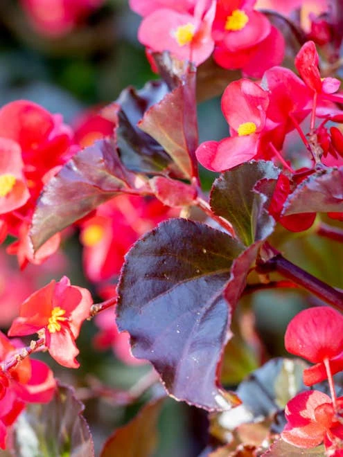 Organic Plants Sales -Organic Plants Sales prod600073 alt2 1 1